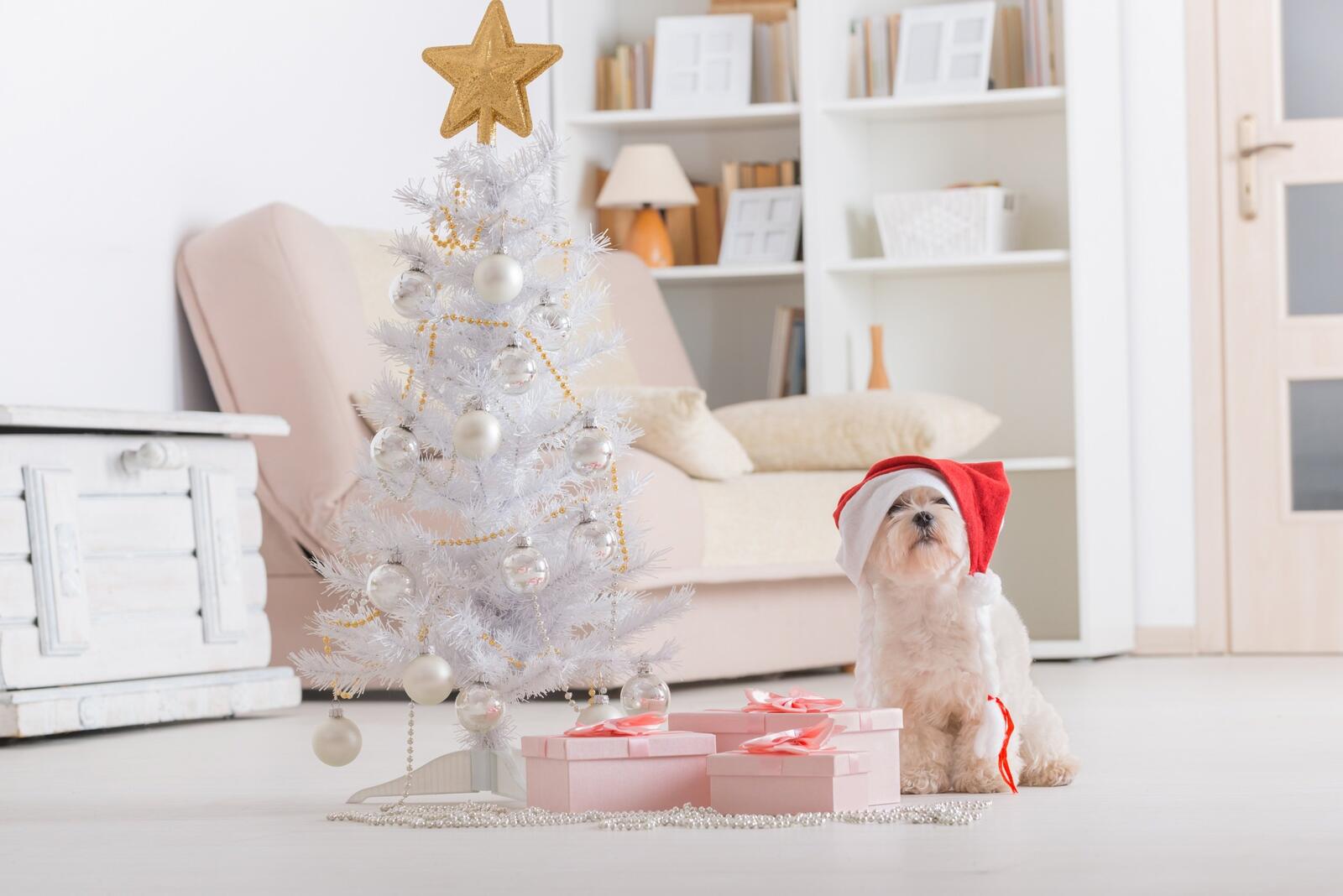 免费照片圣诞树旁的小狗戴着新年帽