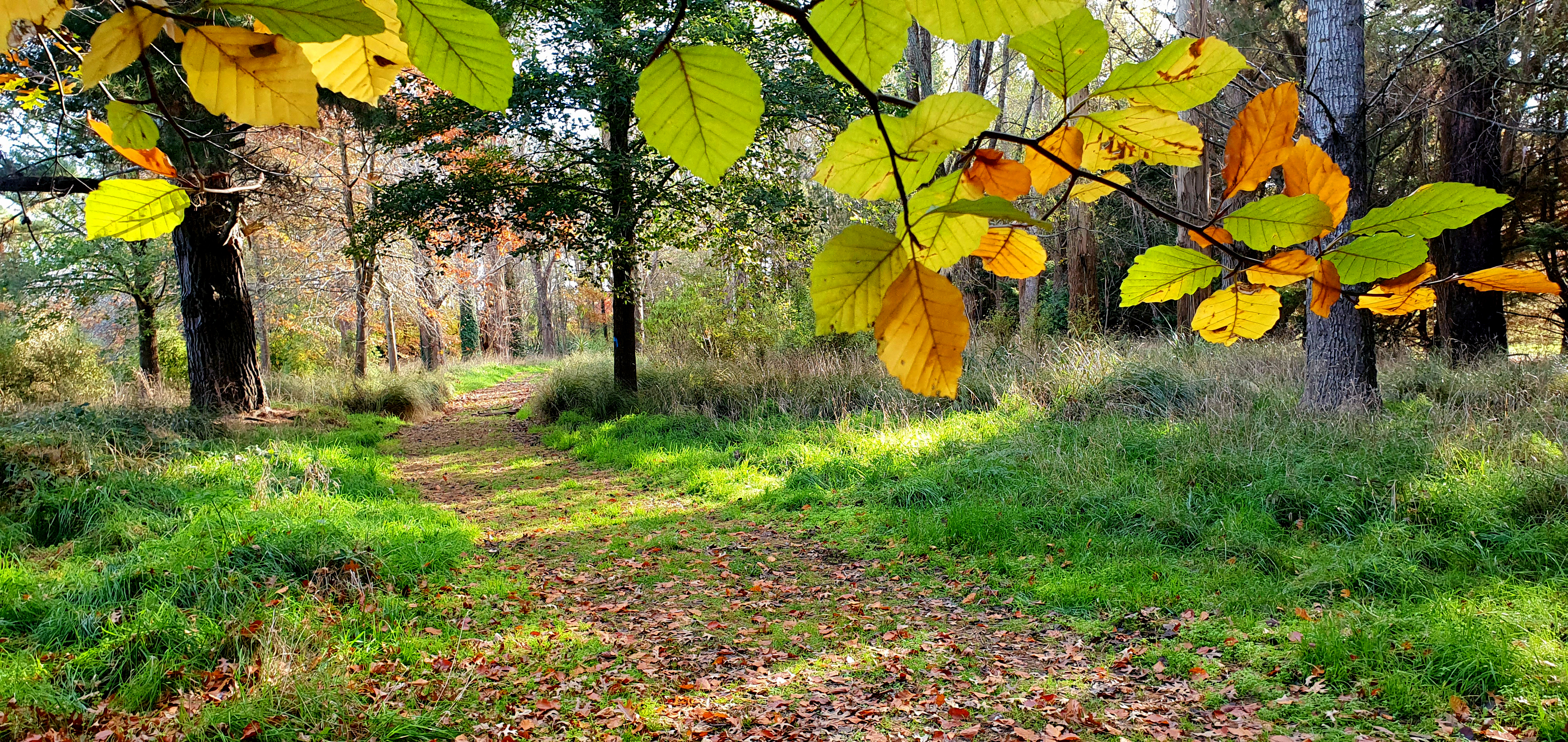Бесплатное фото Прогулка по лесу в осеннее время