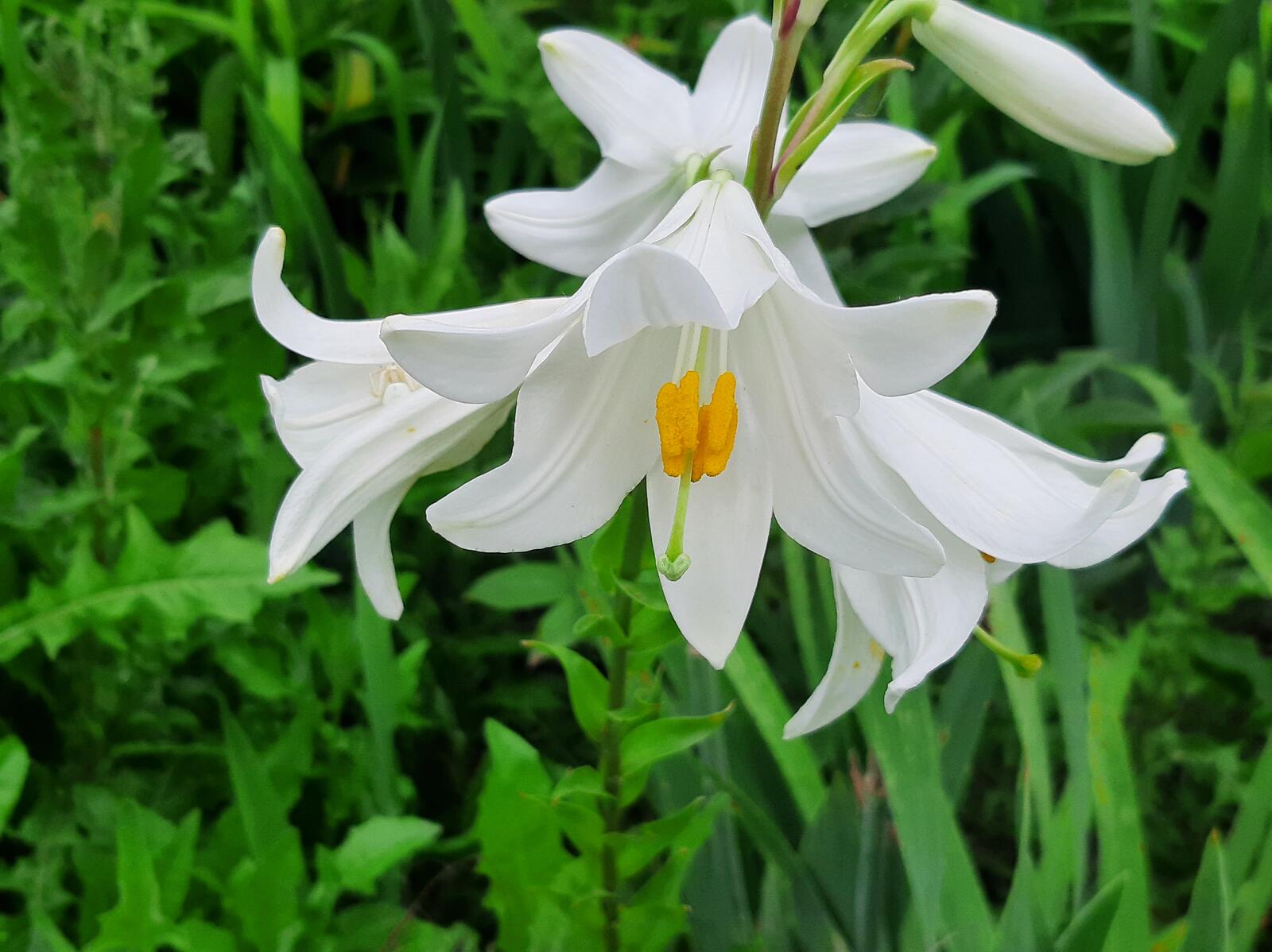 Free photo White lily with yellow center