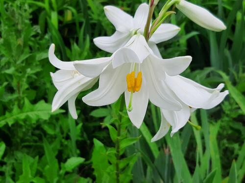 White lily with yellow center