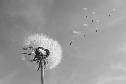 A black and white photo of dandelion parachutes flying in the wind.