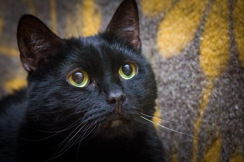 Морда черной кошки с зелеными глазами