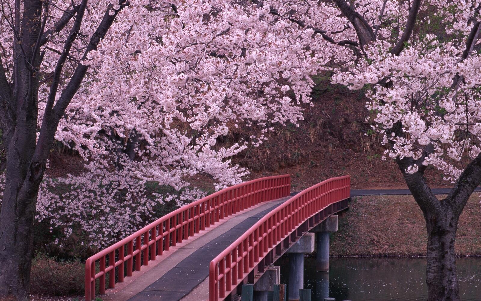 Бесплатное фото Мостик через реку окруженную цветущей сакурой