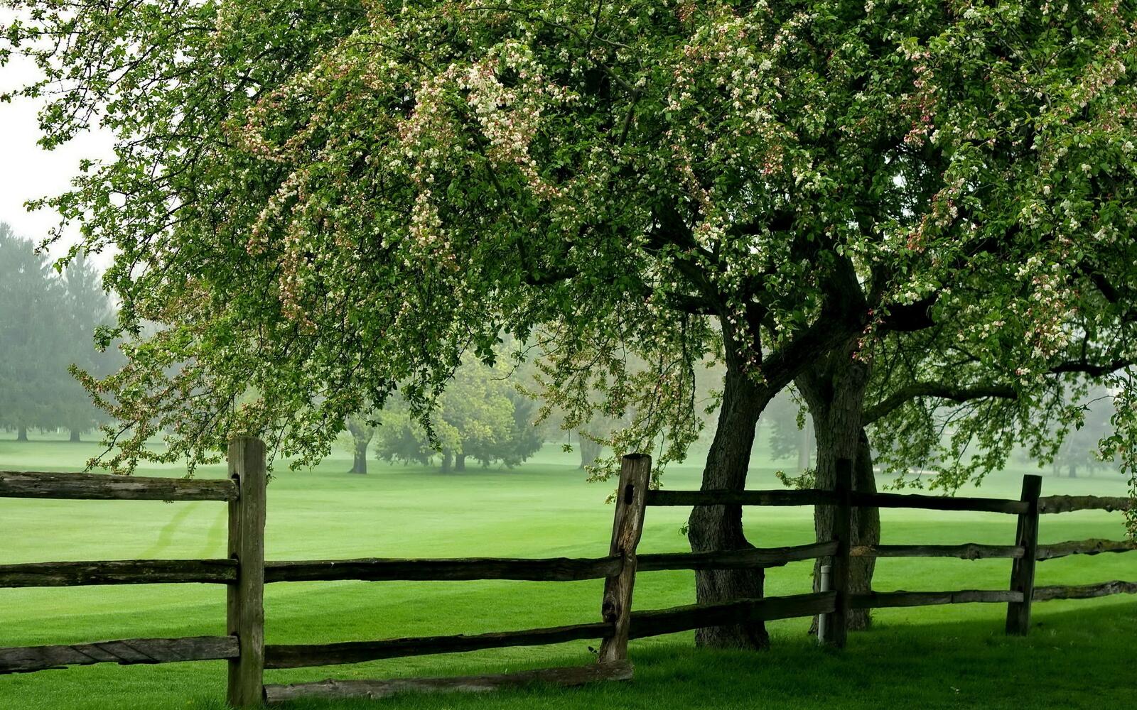 Free photo A green pasture behind a wooden fence