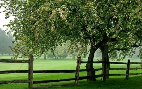 A green pasture behind a wooden fence