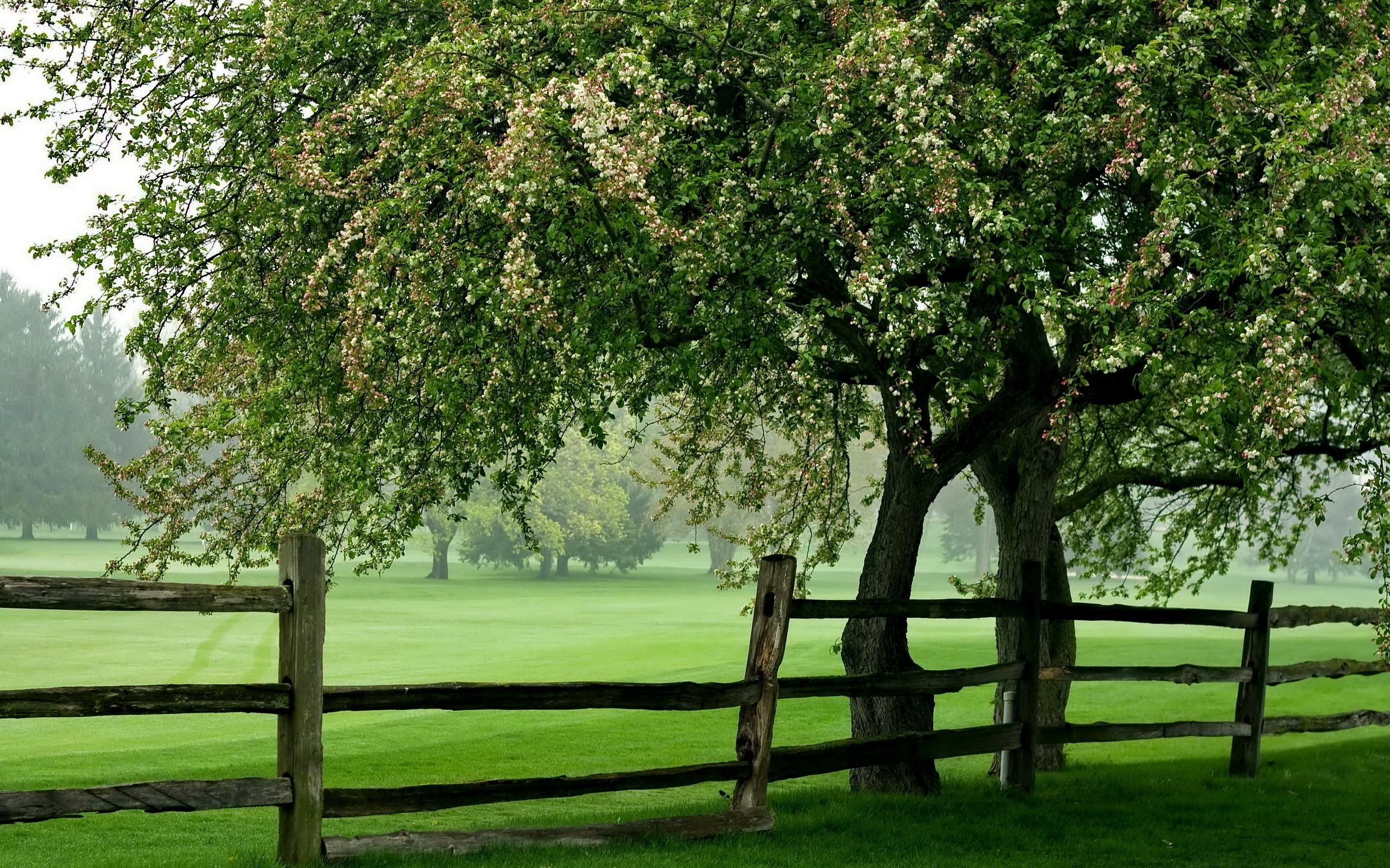 Фото бесплатно обои трава, дерево, забор