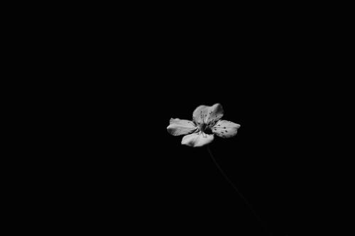 A lone flower with white petals in the darkness