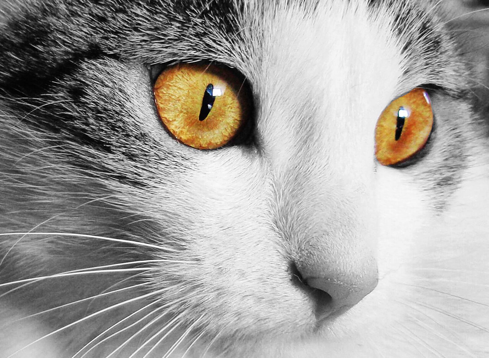 Free photo A close-up of a cat`s gaze
