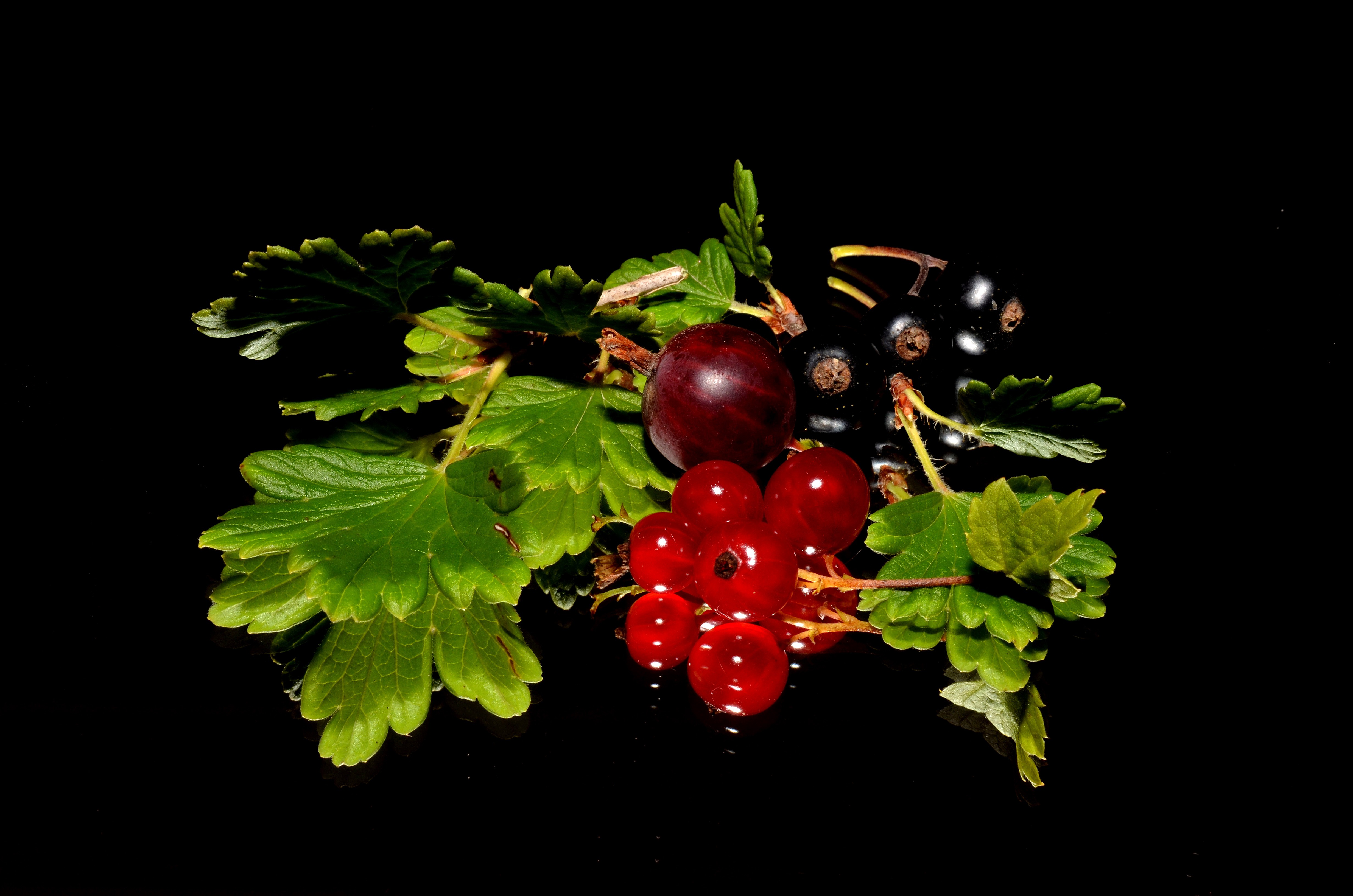 Wallpapers branch plant fruits on the desktop