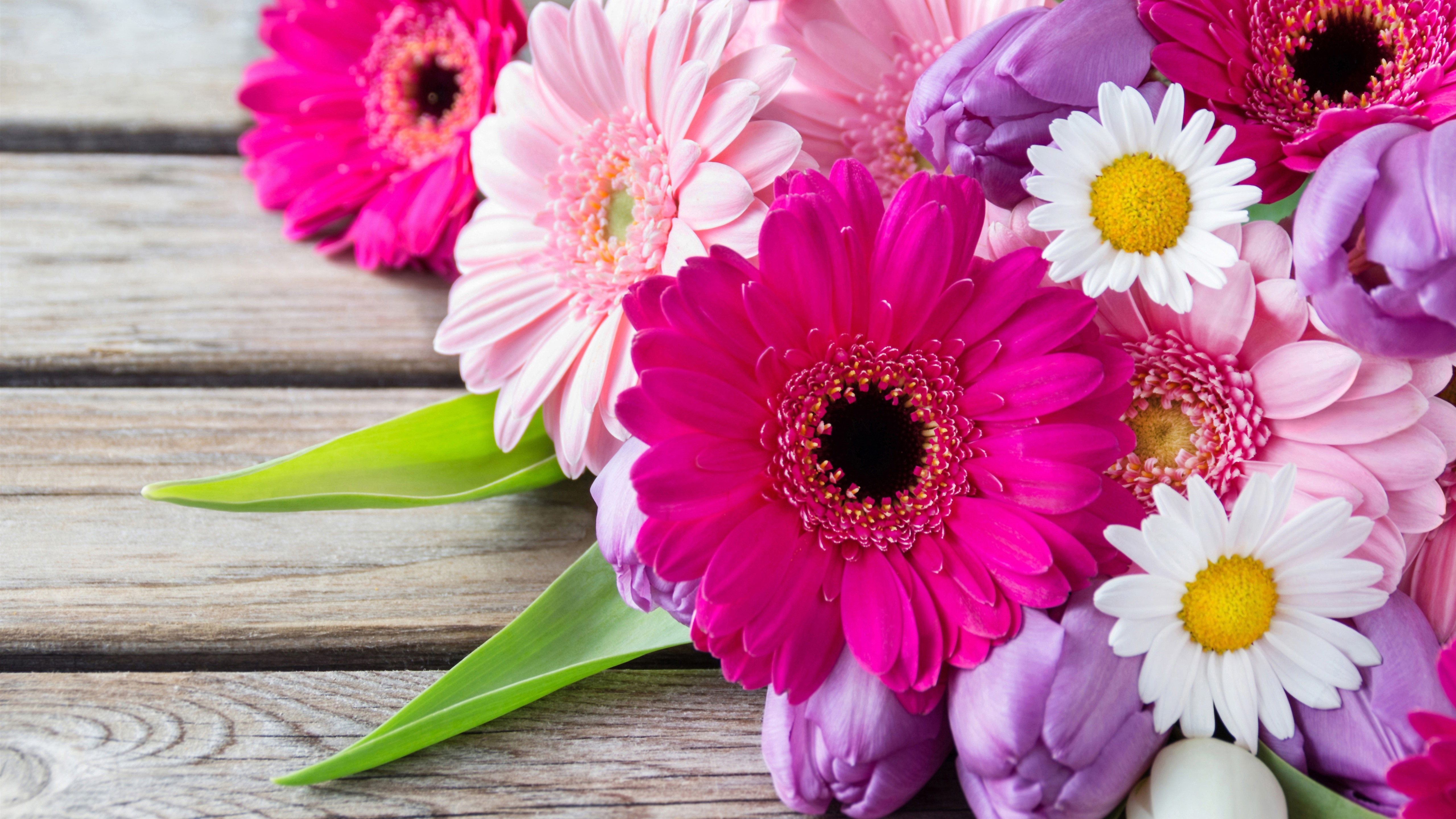 Free photo Colorful daisies