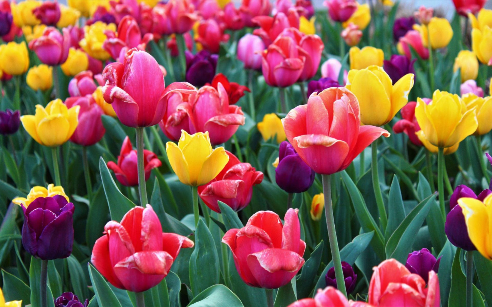 Multicolored tulips in the flower bed