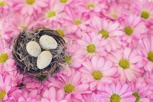 Bird`s nest with eggs on pink wildflowers