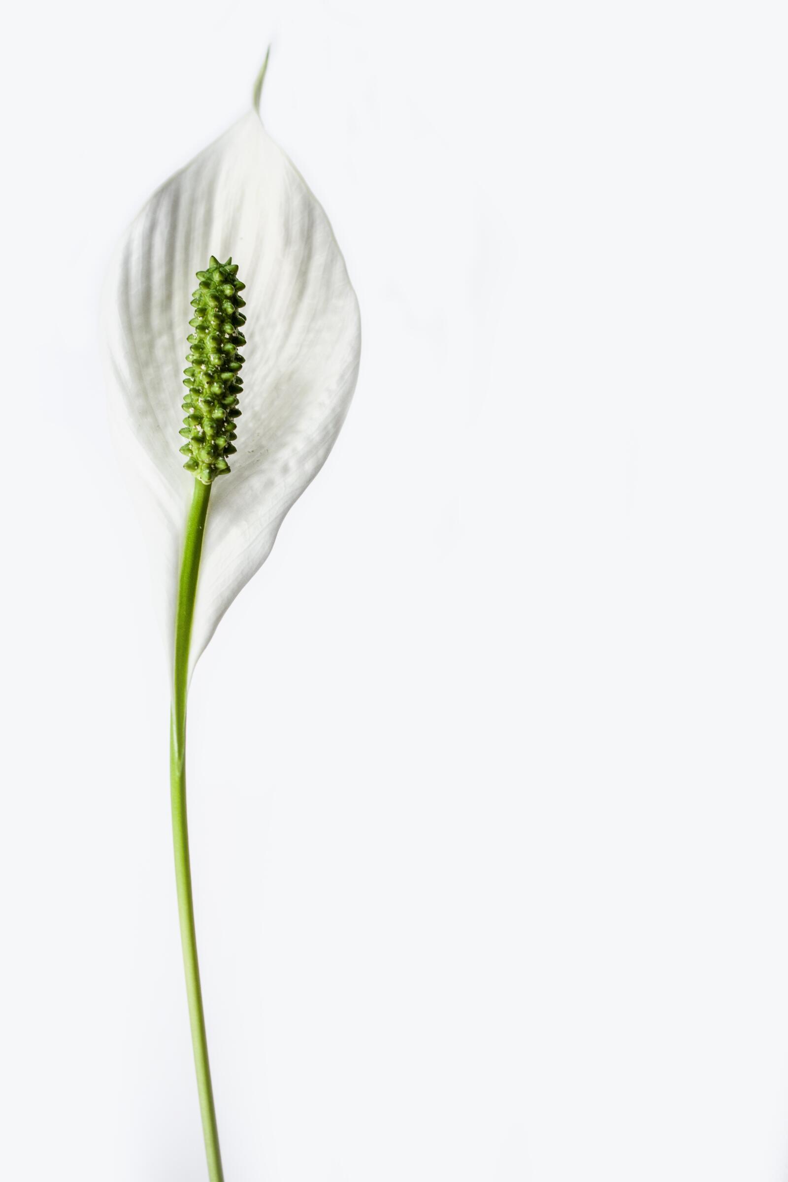 Бесплатное фото Белый цветок с одним лепестком