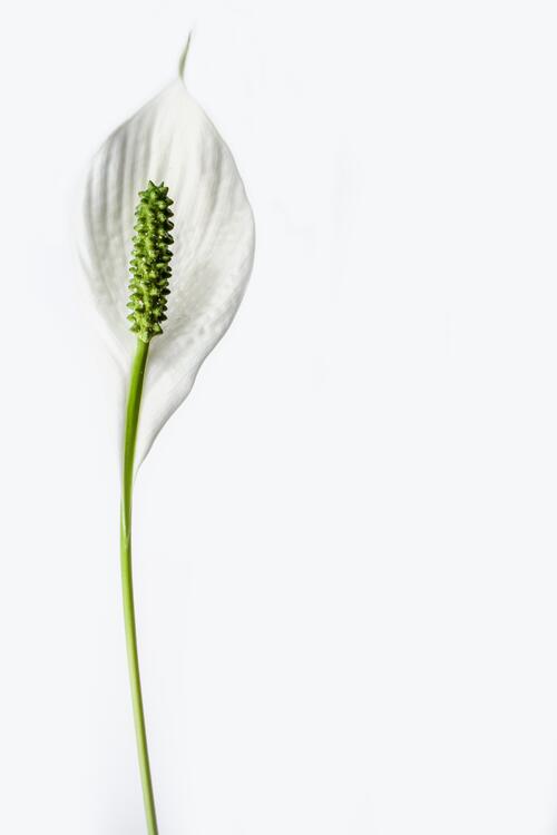 A white flower with one petal