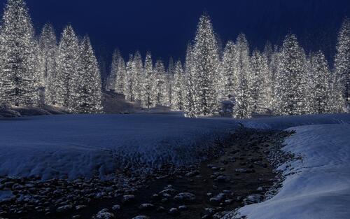 大森林里的圣诞树闪闪发光