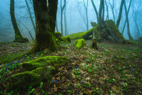 An old, dark forest with fog and moss