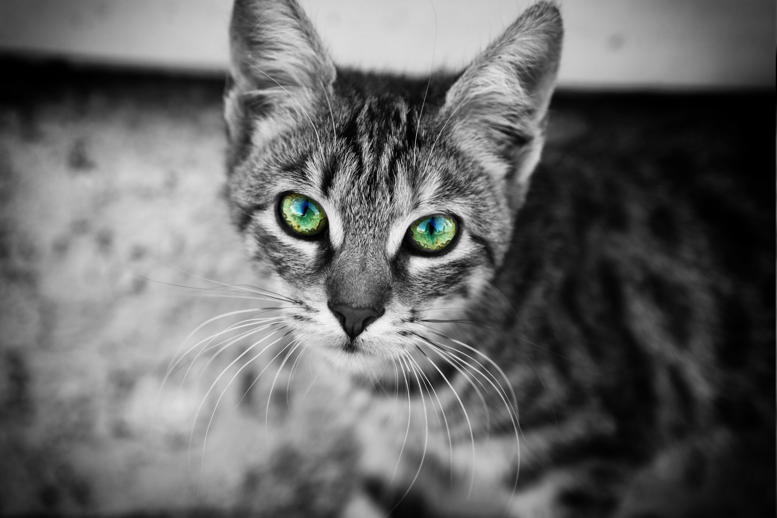 A gray cat with green eyes
