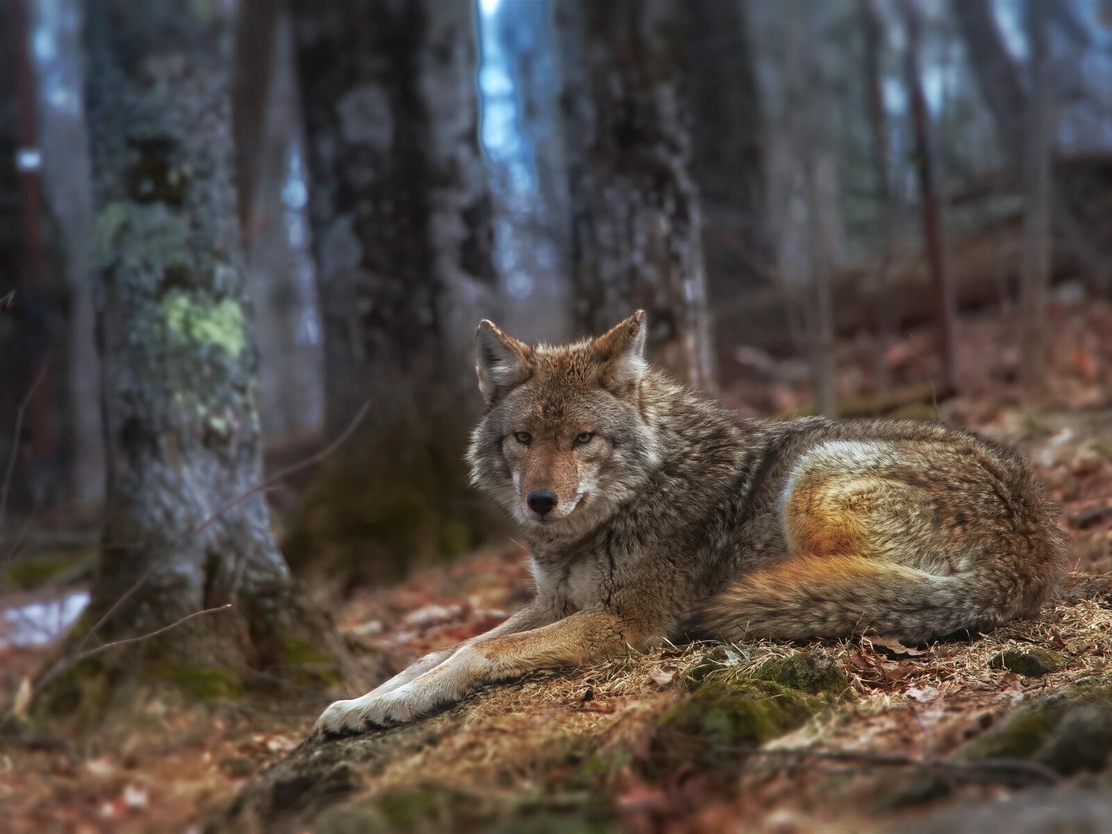 Free photo A wolf resting in the woods