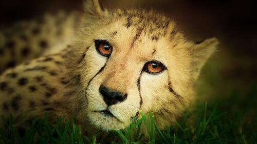 A cheetah lies on the green grass
