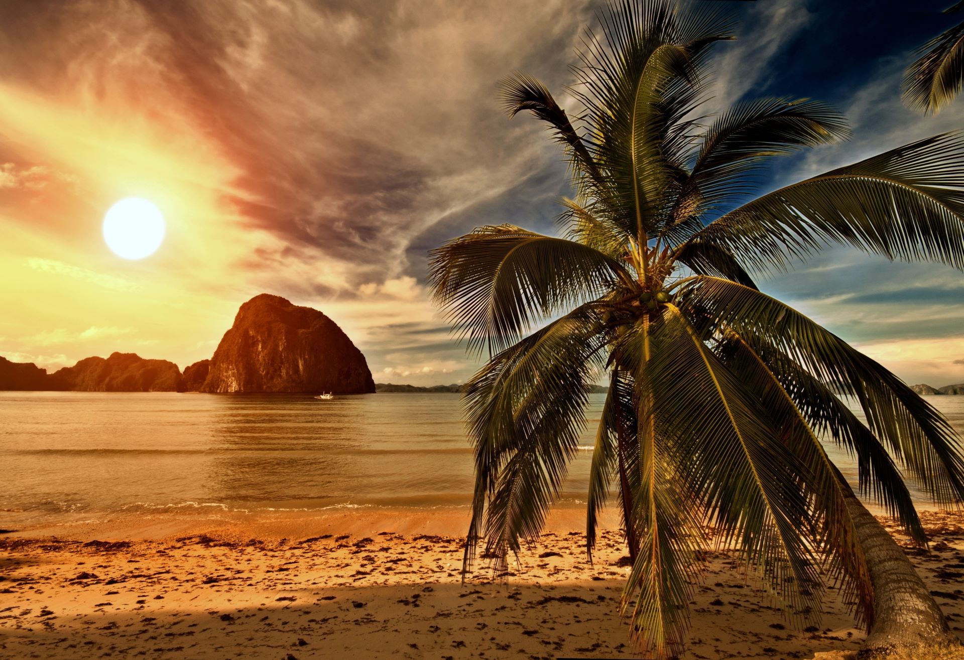 免费照片海滩上的棕榈树