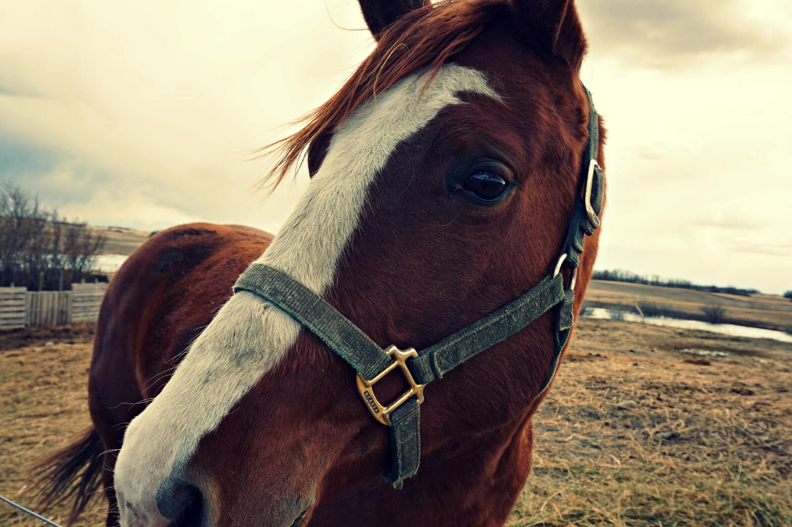 Бесплатное фото Лошадь смотрит в камеру