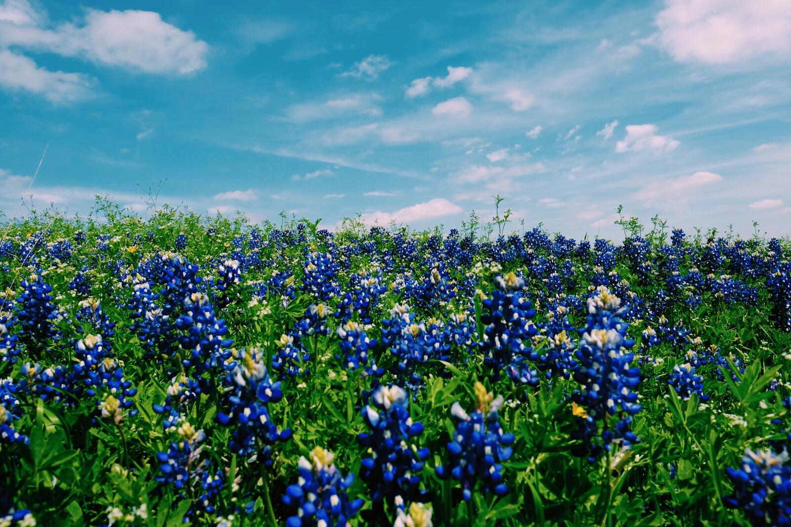 Бесплатное фото Большое поле с синими цветами