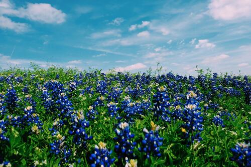 Большое поле с синими цветами