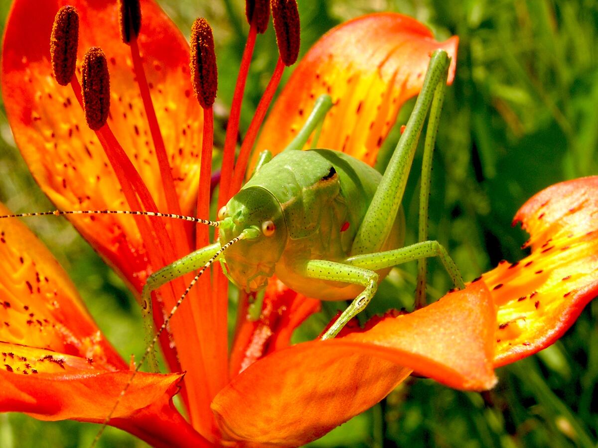 Зеленый кузнечик сидит на зеленом цветке