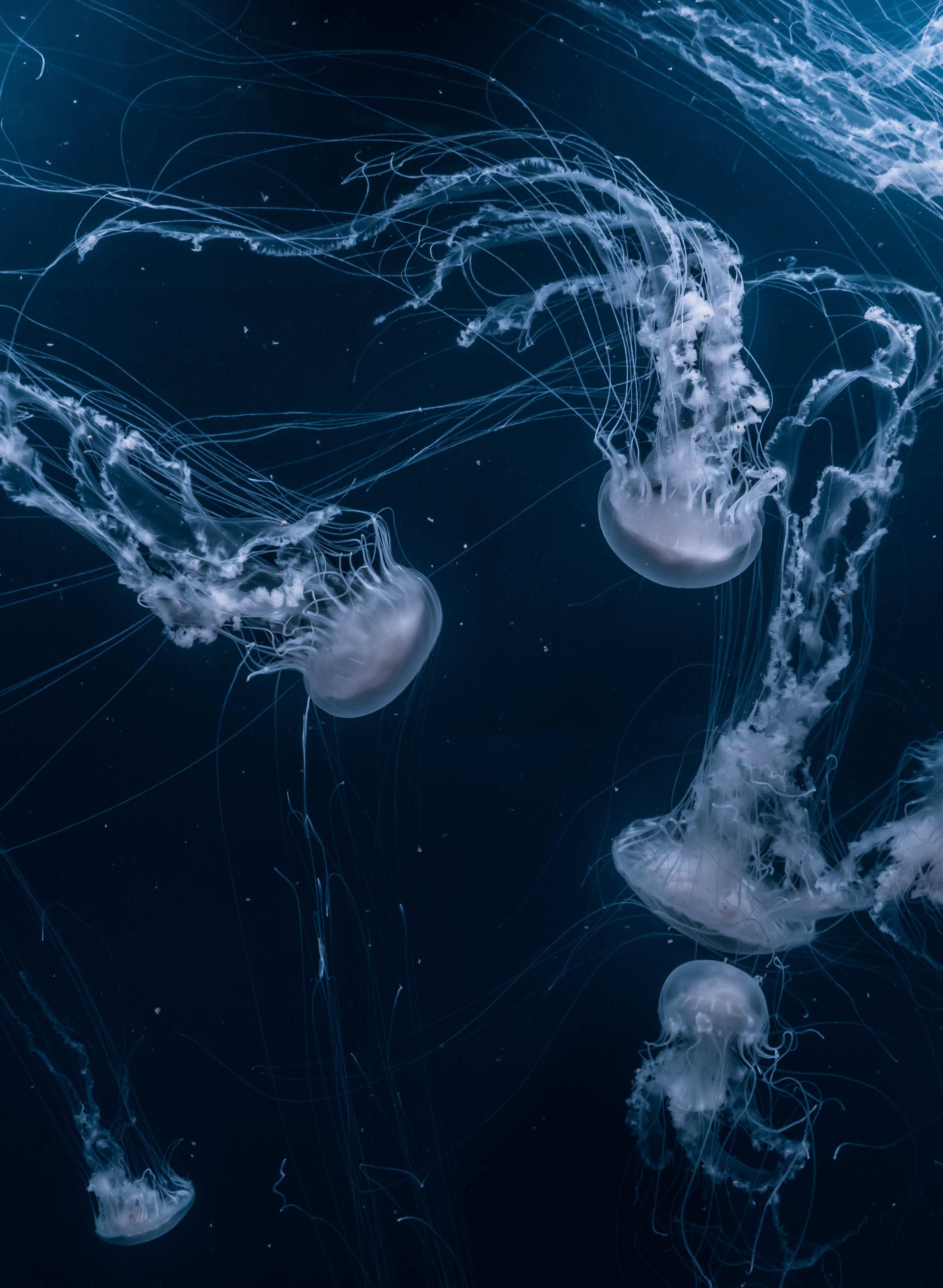 Семейство медуз в воде