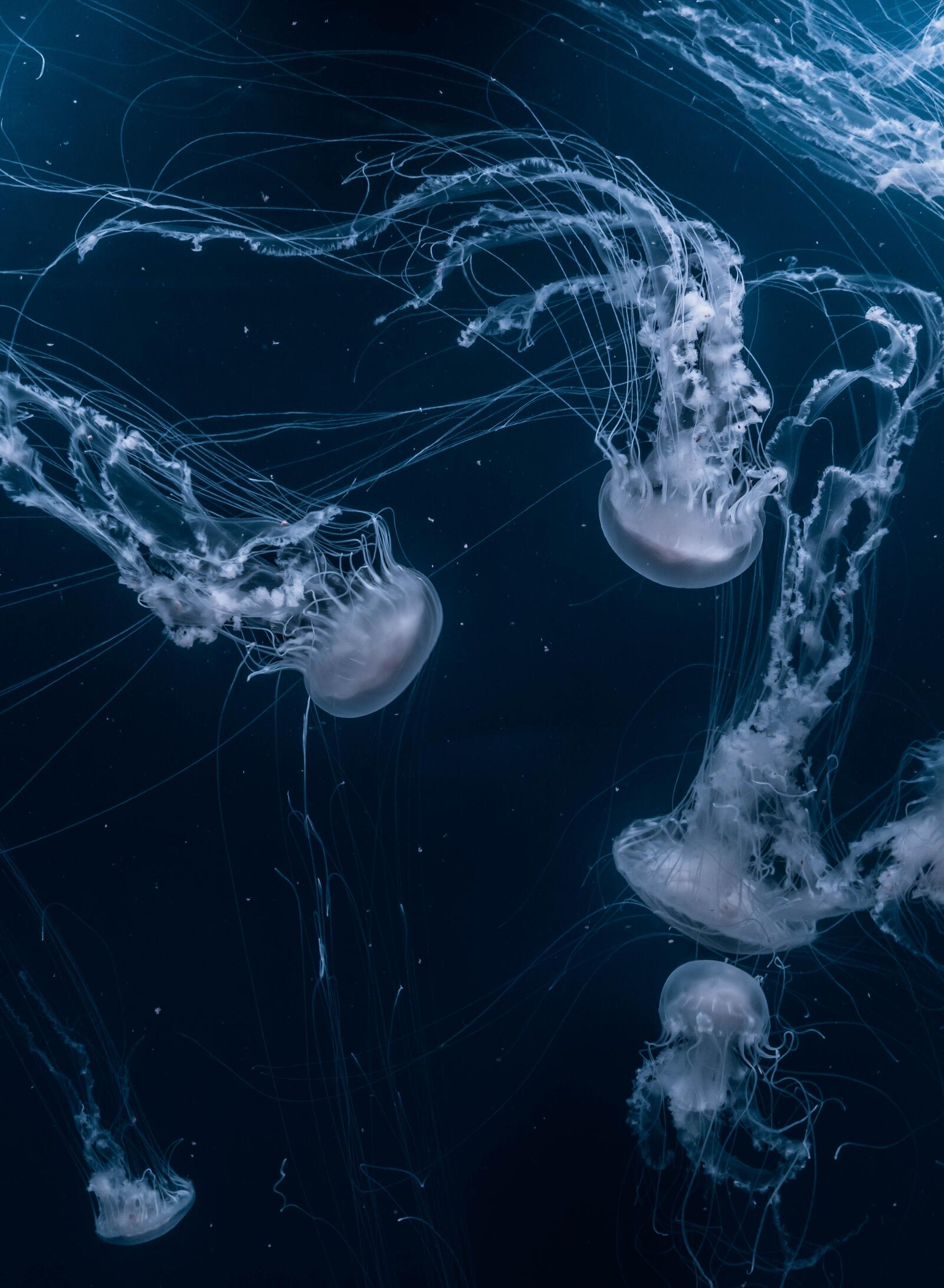Бесплатное фото Семейство медуз в воде