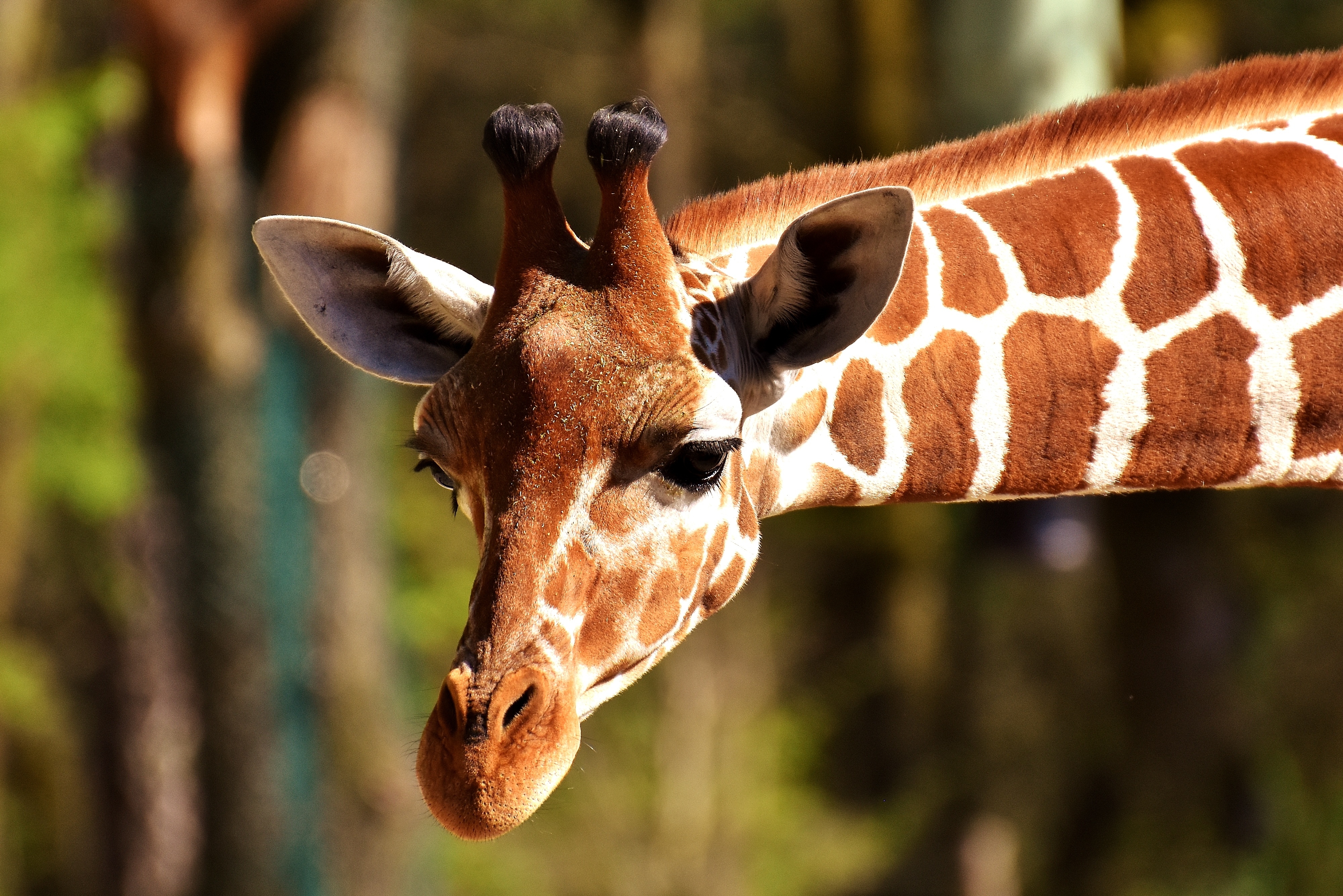 Бесплатное фото Жираф с милыми рожками