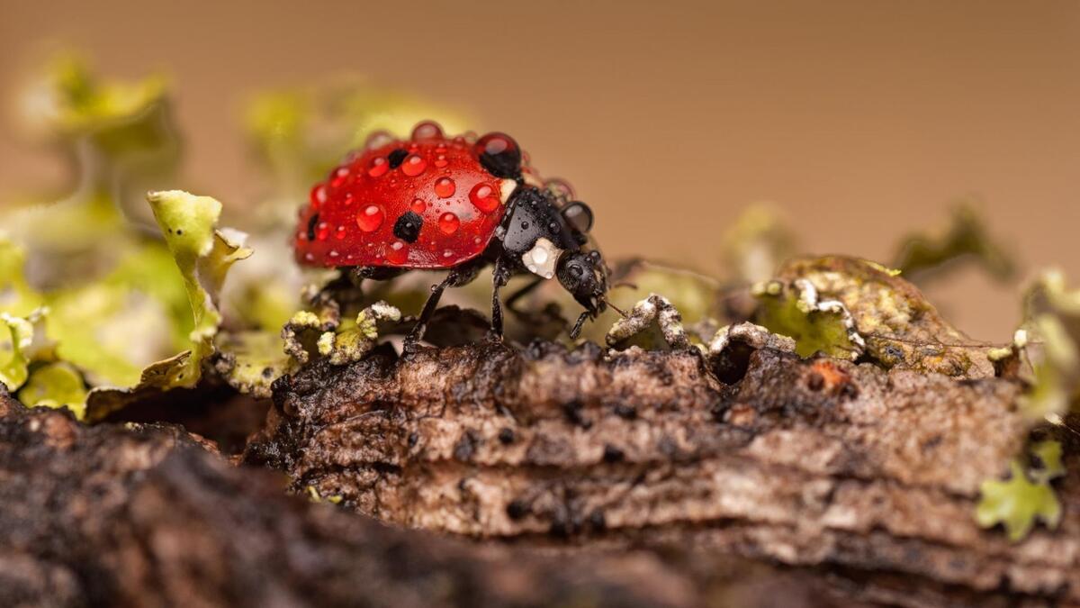 Ladybug with dewdrops