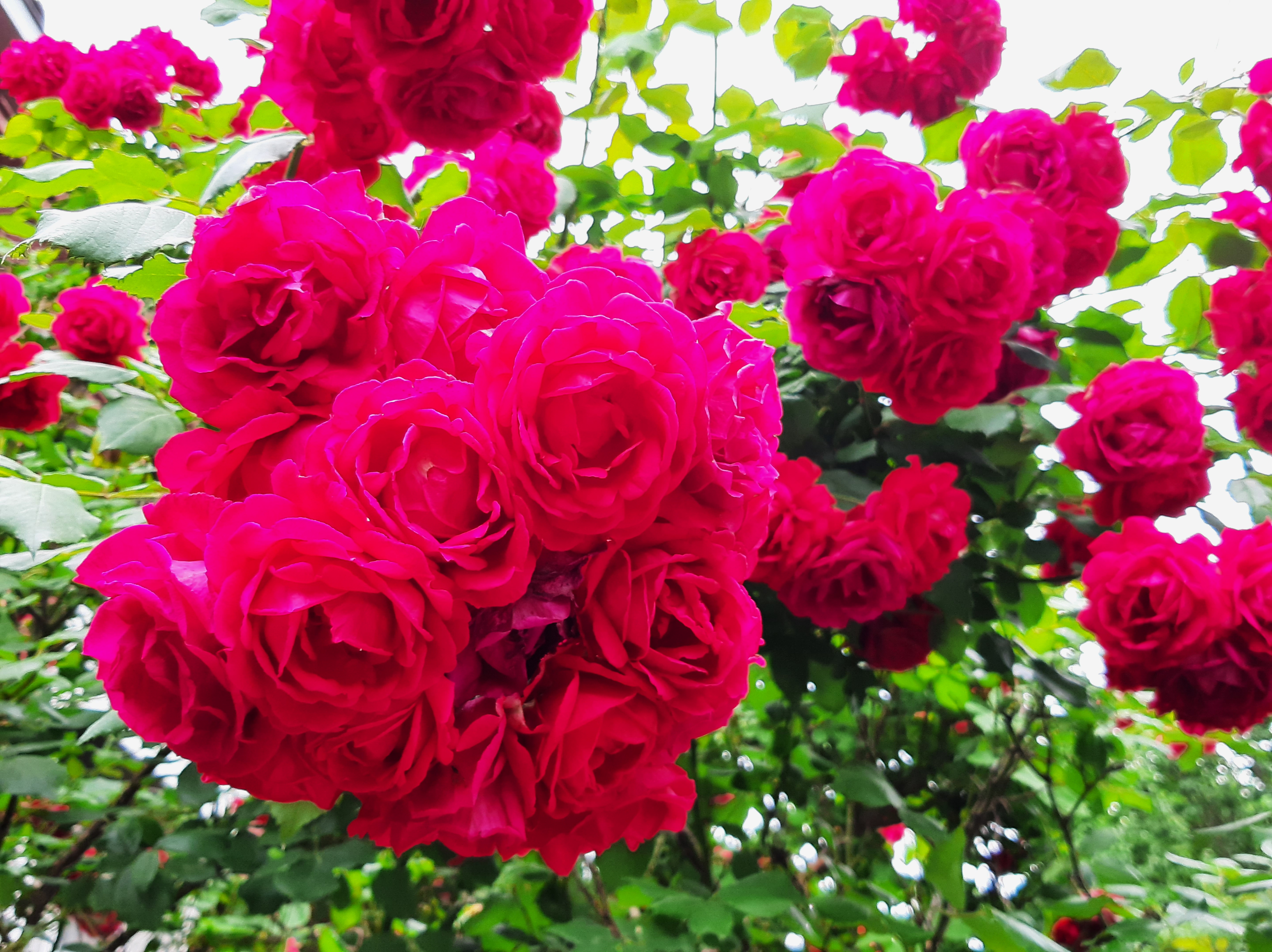 Обои роза красная розовая на рабочий стол
