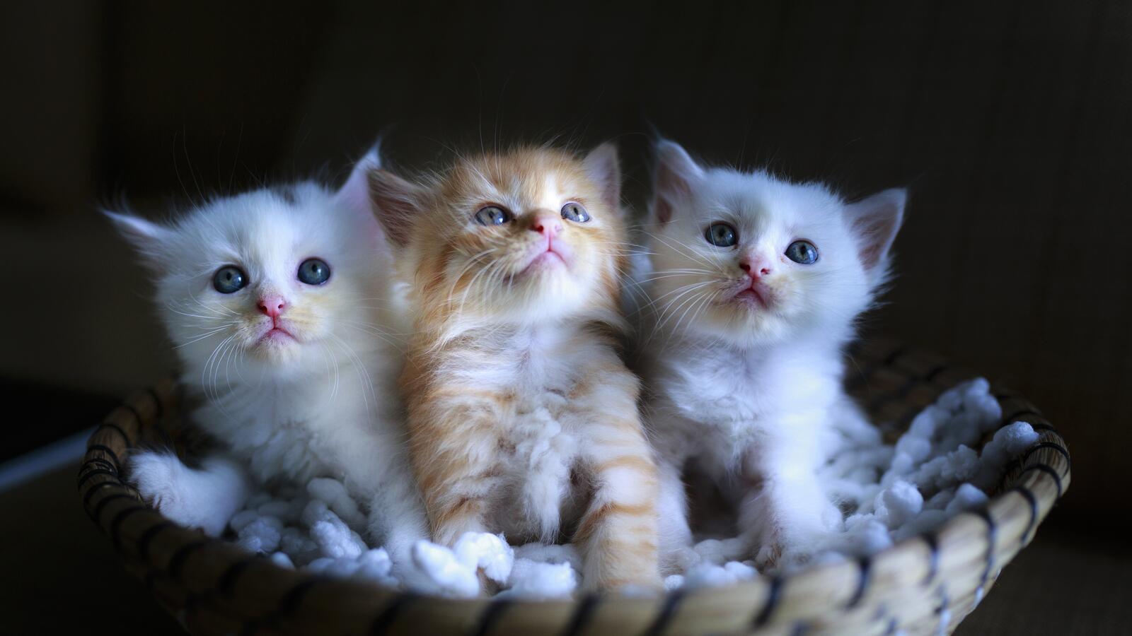 Бесплатное фото Три маленьких котенка в корзинке