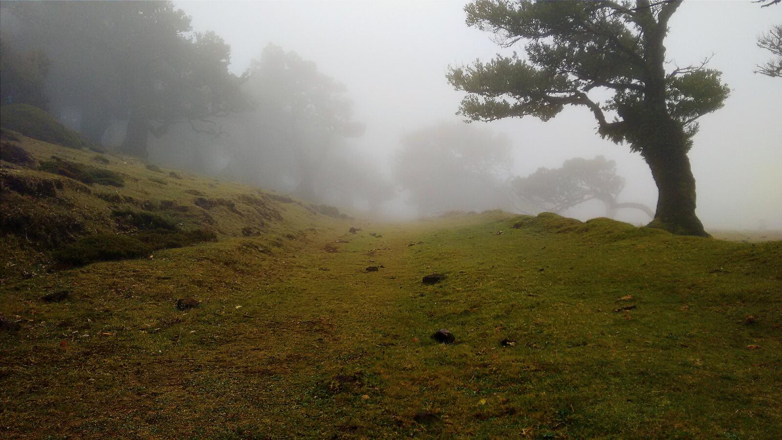 Бесплатное фото Утреннее поле в тумане