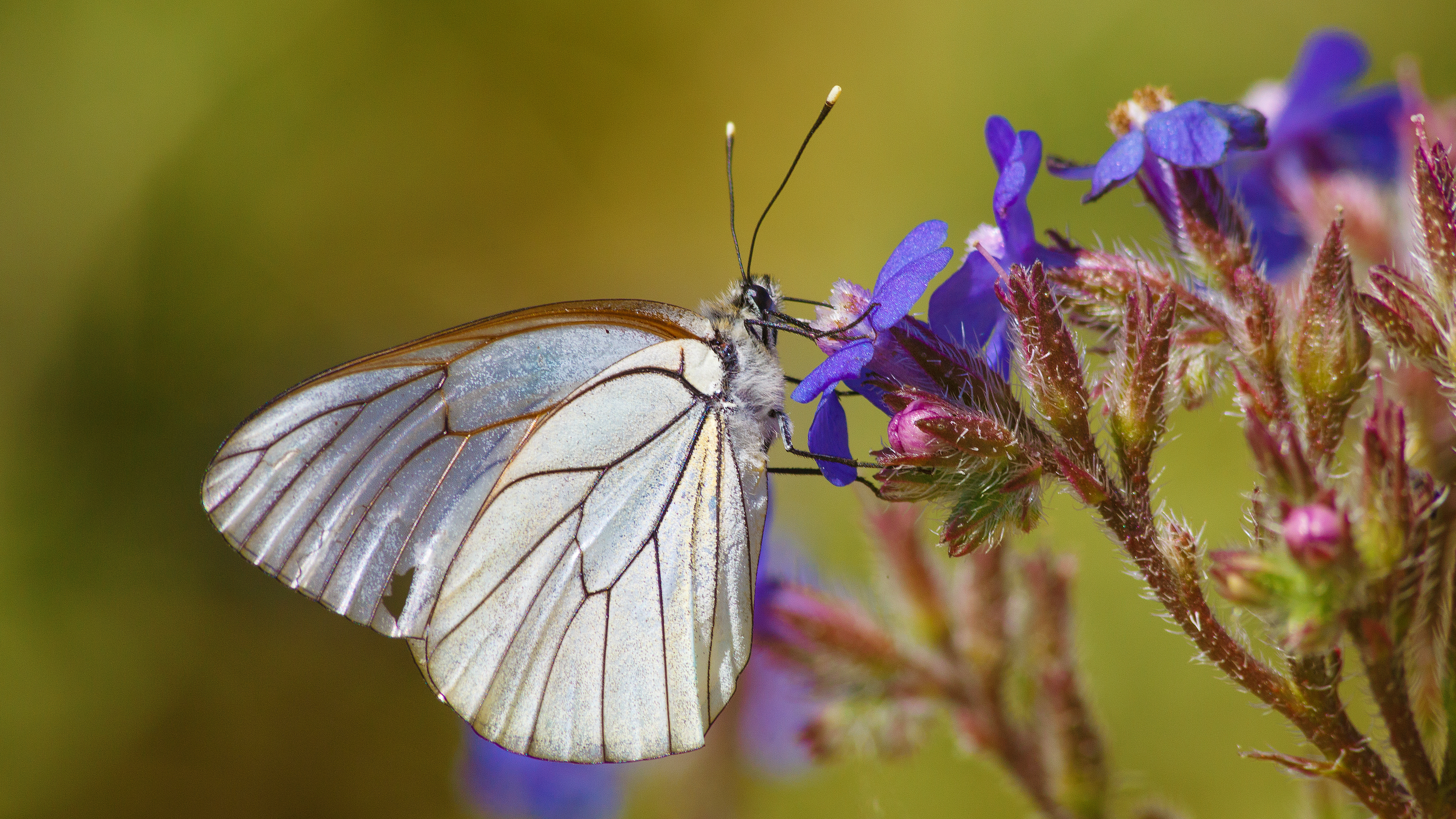 蓝色花朵上长着白色翅膀的蝴蝶