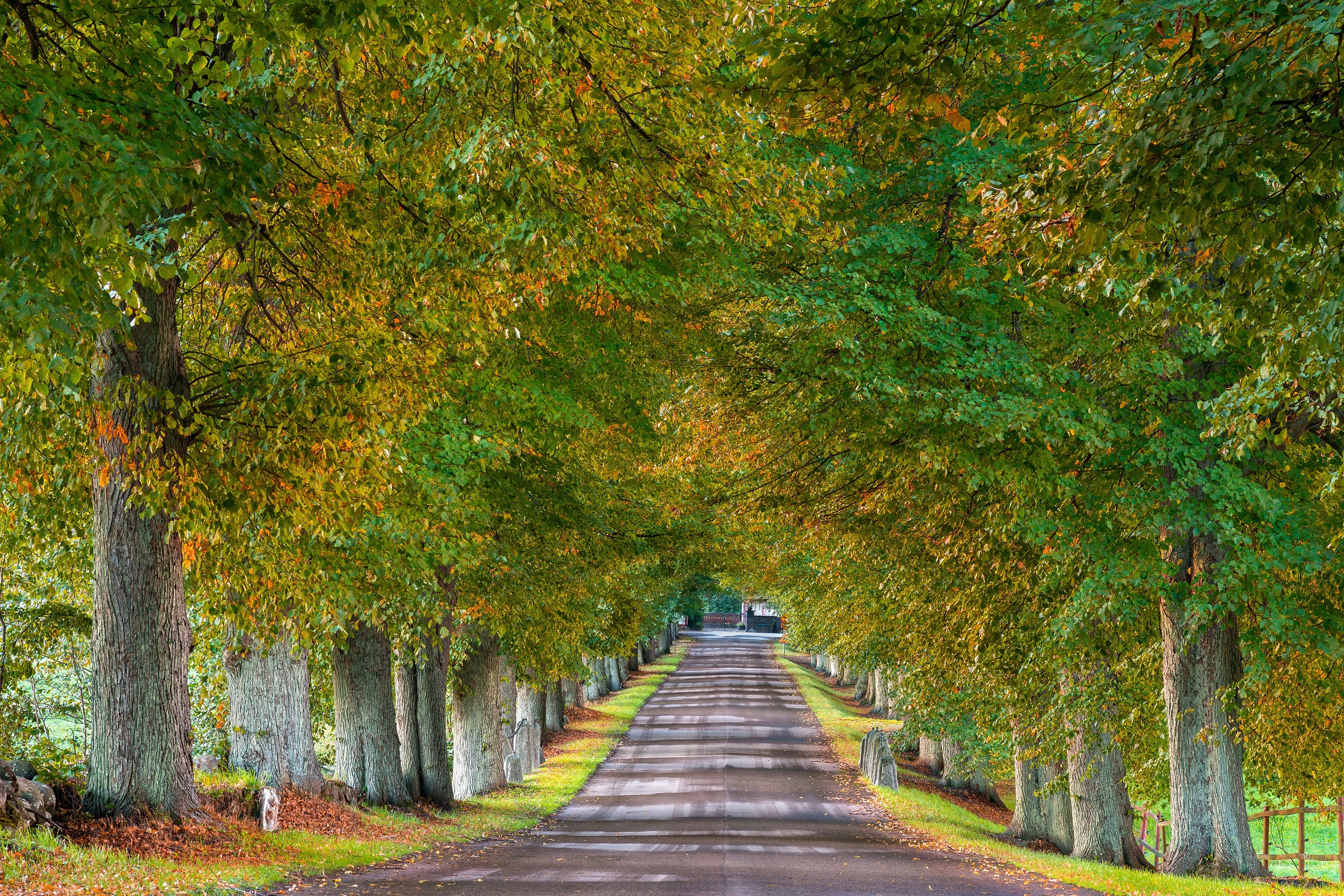 免费照片宽阔的道路沿途绿树成荫，黄叶满地