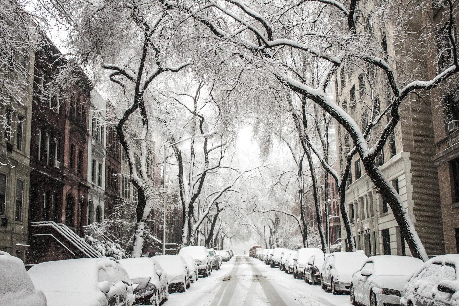免费照片纽约市院子里的第一场雪