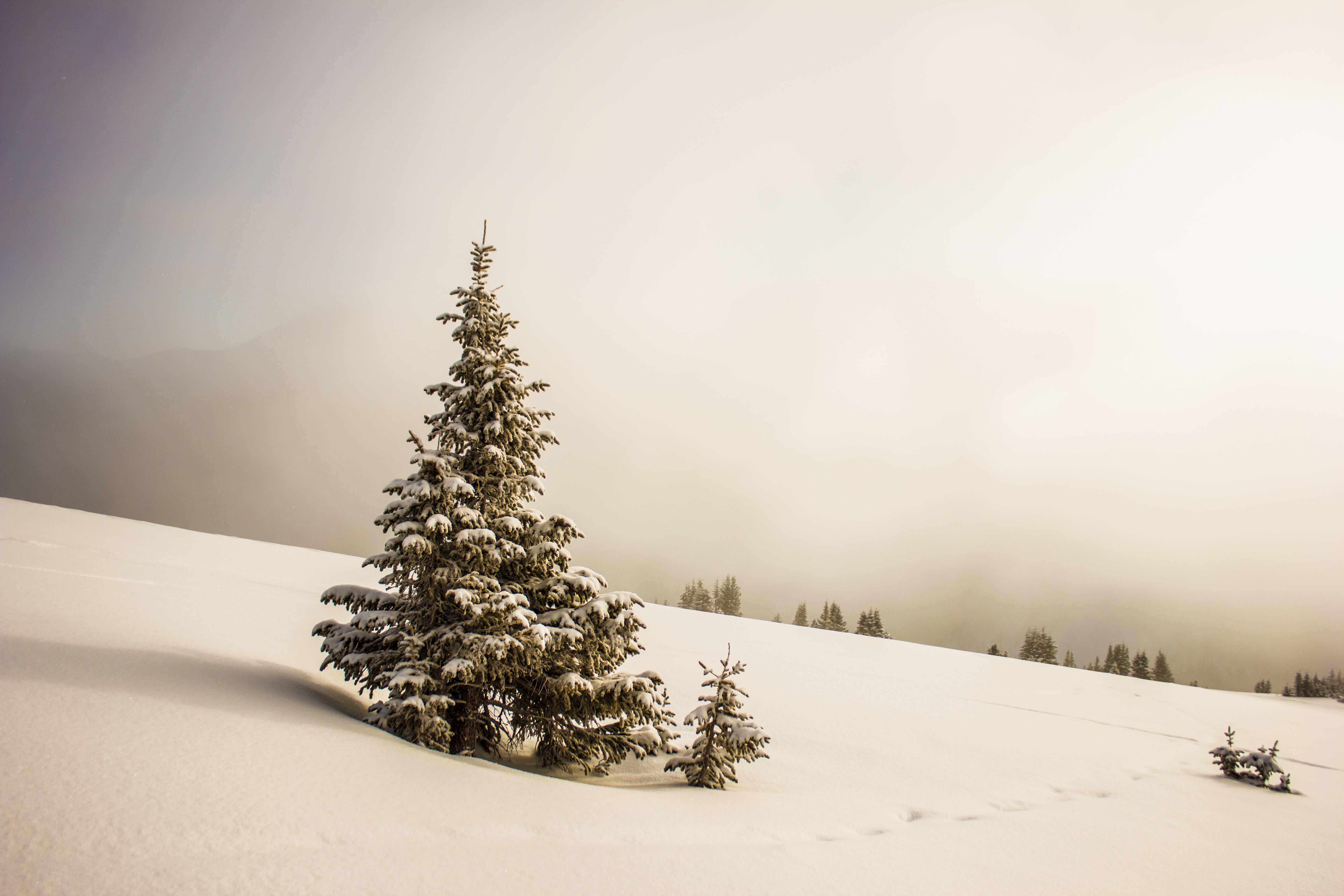Фото бесплатно дерево, ветвь, снег