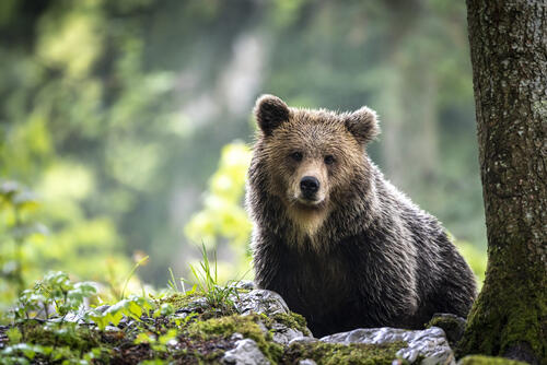 A brown bear after a hunt in the water looks at the camera