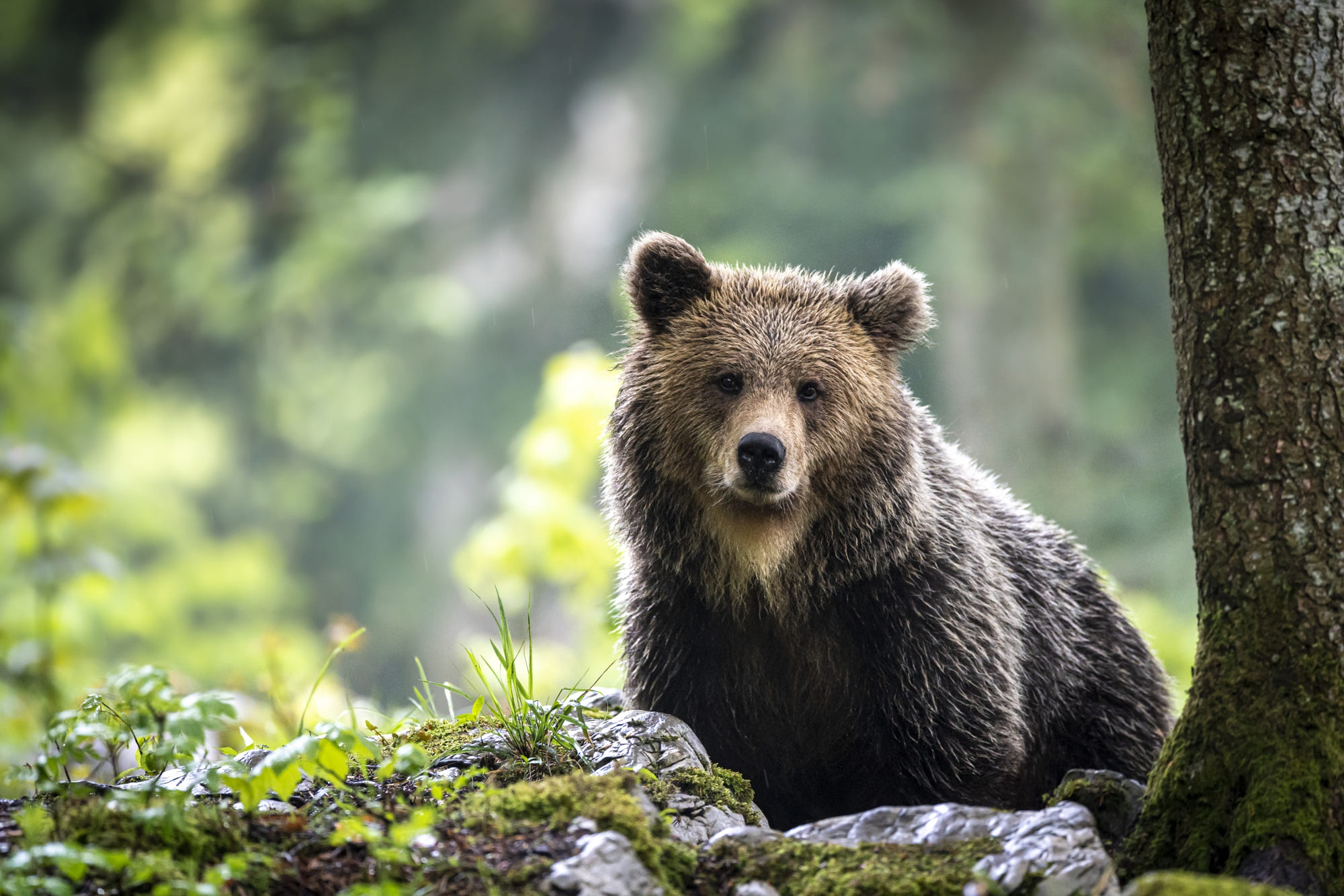 Бесплатное фото Бурый медведь после охоты в воде смотрит в камеру
