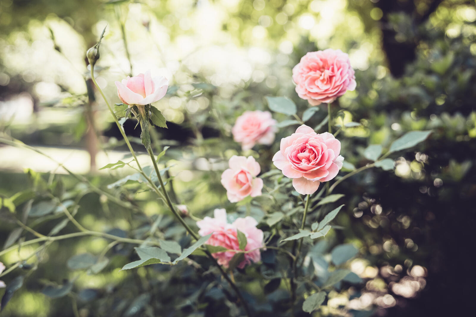 Free photo Shrub with pink roses