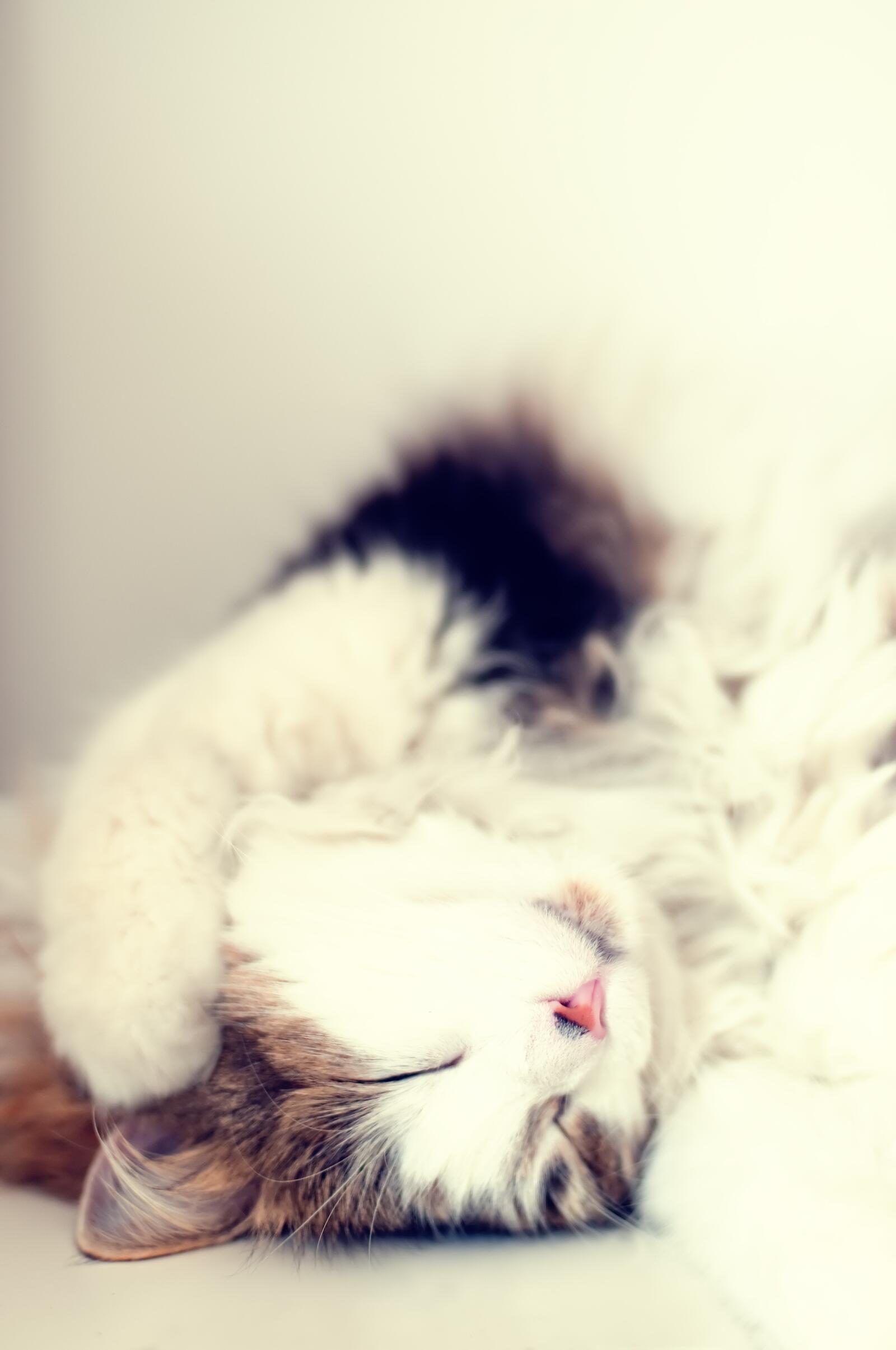 Бесплатное фото Домашняя кошка на белом фоне