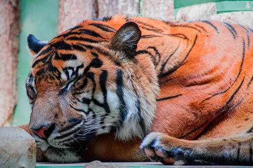 A sound asleep tiger