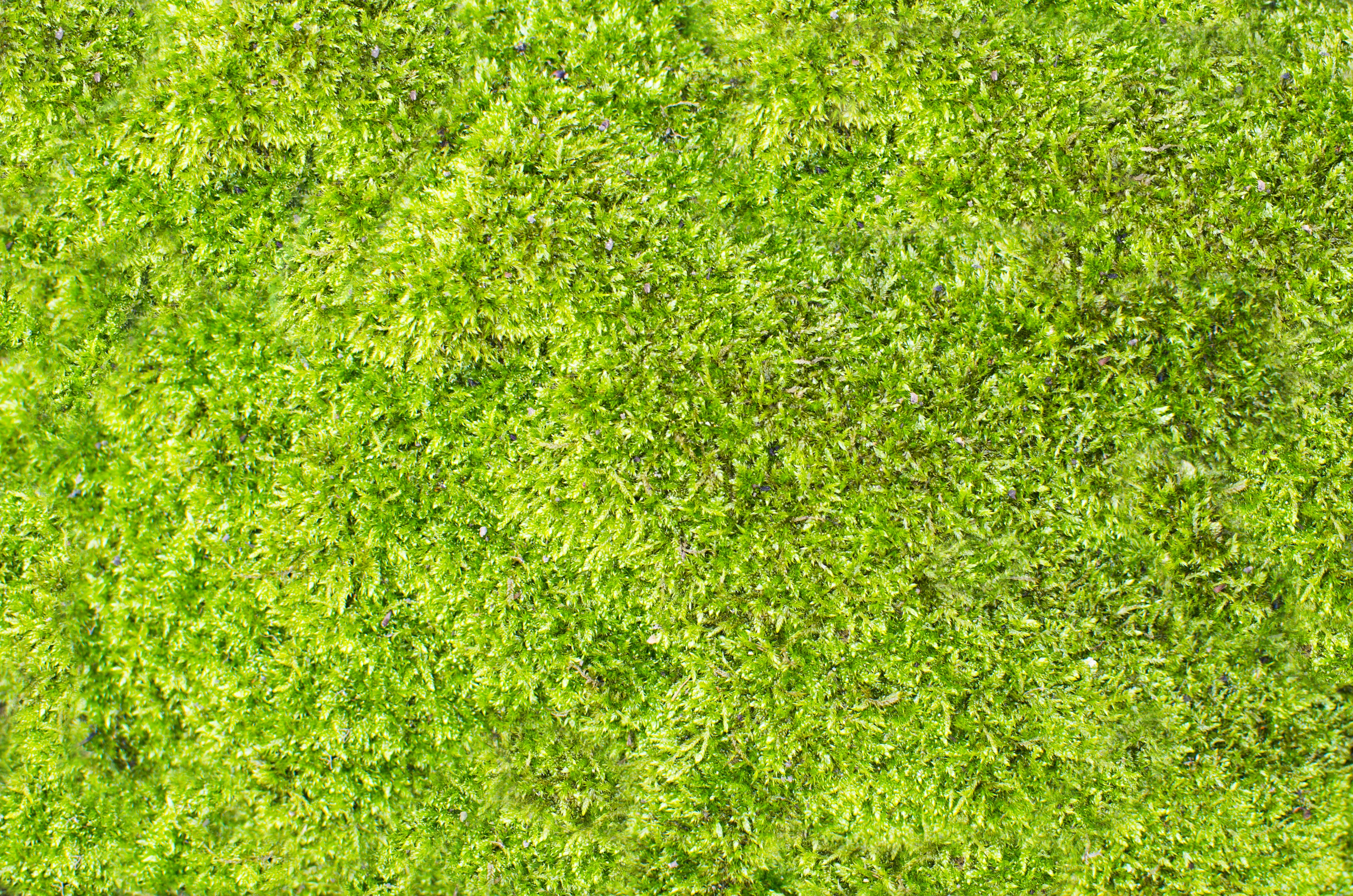 Bright green lawn on top