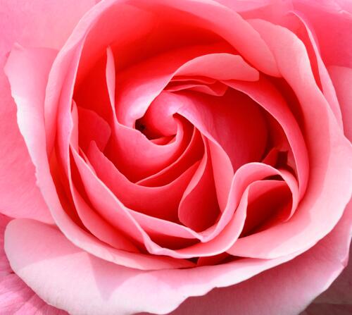 A close-up of a pink rosebud