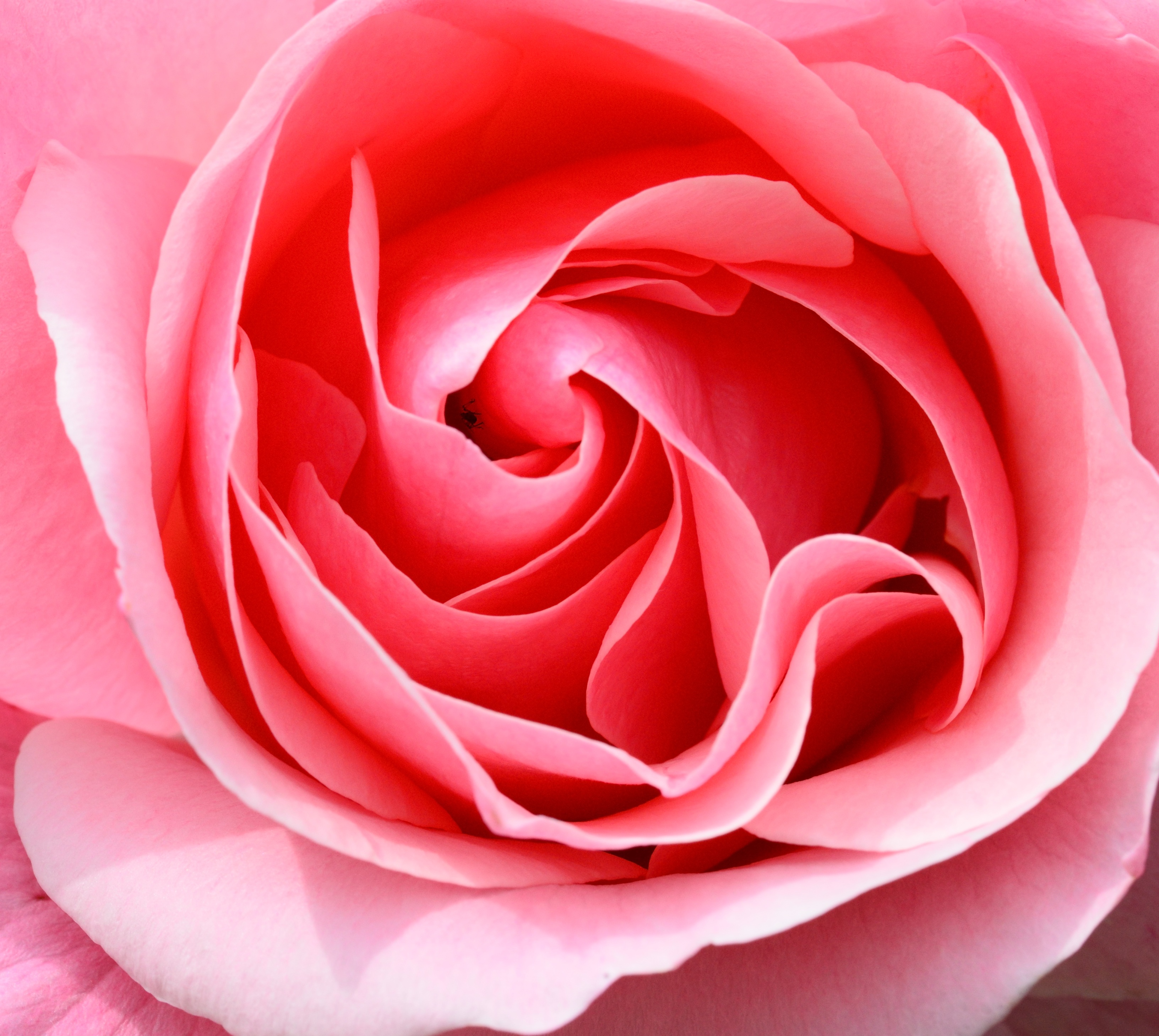 Free photo A close-up of a pink rosebud