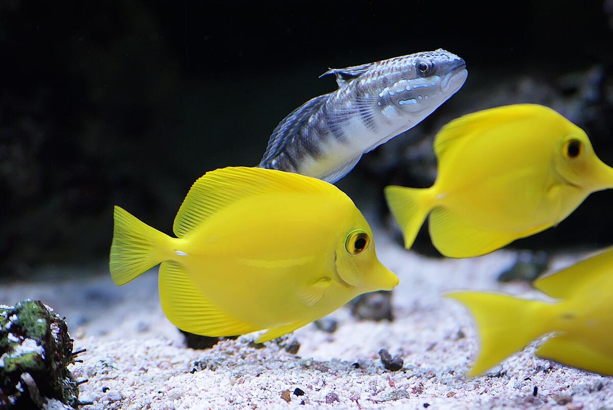 Желтые морские рыбки