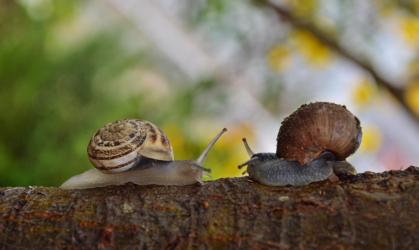Free photo Two snails crawling toward each other