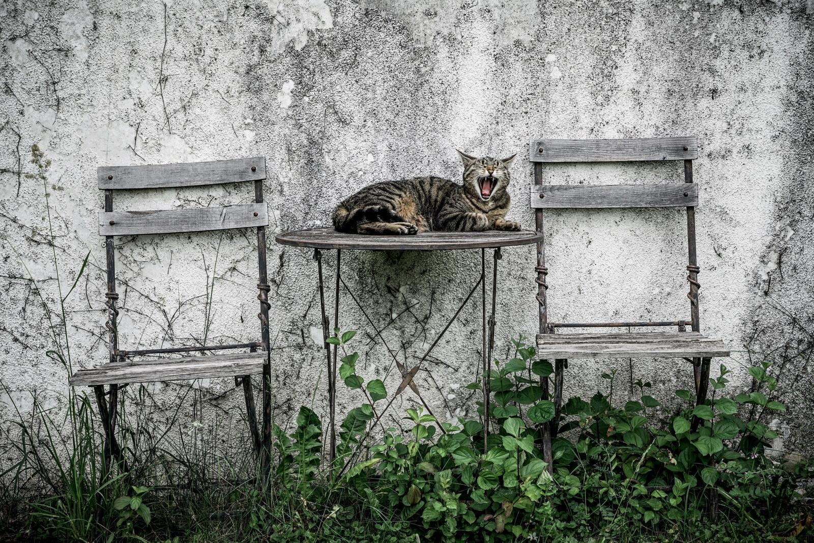 Бесплатное фото Кот лежит на деревянном столе во дворе